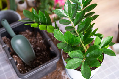 Close-up of potted plant