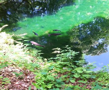 View of birds in water