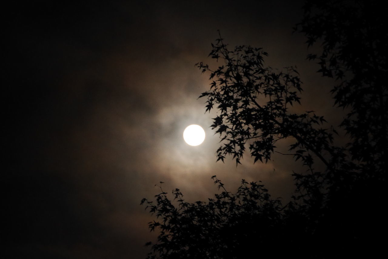 LOW ANGLE VIEW OF SILHOUETTE TREE AGAINST MOON AT NIGHT