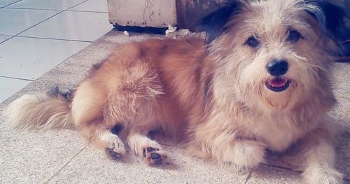 Portrait of dog lying down on tiled floor