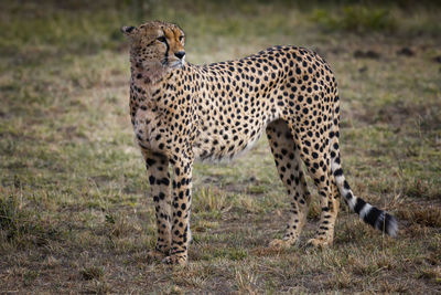 Cheetah standing on field