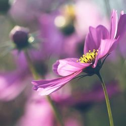 Close-up of pink cosmos flower blooming outdoors