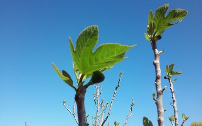 Low angle view plant against clear blue sky