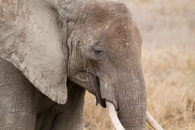 Close-up of elephant