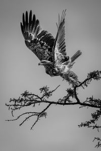 Low angle view of bird flying against sky