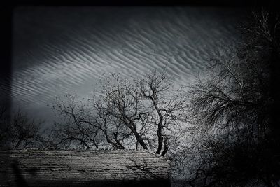 Scenic view of bare trees against sky