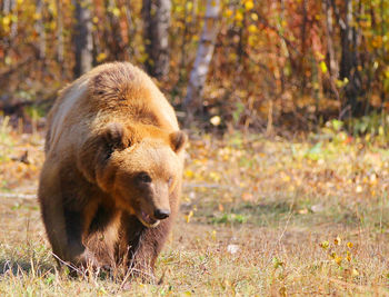 Kamchatka brown bear on a chain