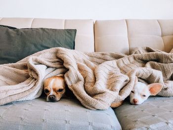 Two dogs relaxing on sofa at home