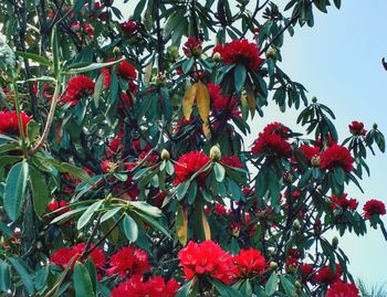 Low angle view of red flowers against sky