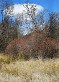 Bare trees on field against sky