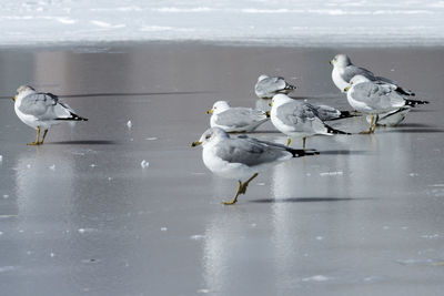 Birds in water