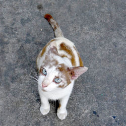 High angle view portrait of cat standing outdoors