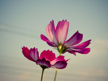 Close-up of pink flower against sky