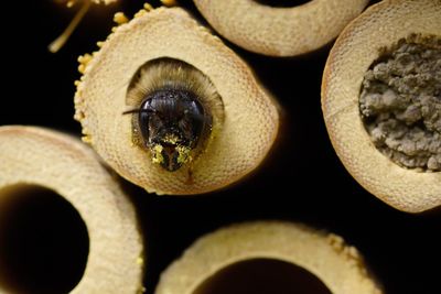 Honey bee depositing honey in honeycomb cell