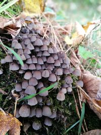 Close-up of mushrooms growing on plant