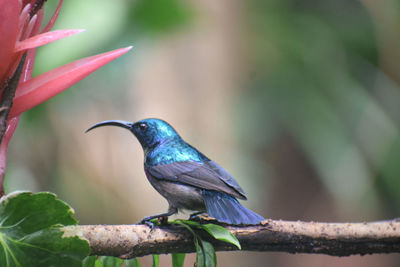 Close-up of bird perching on branch