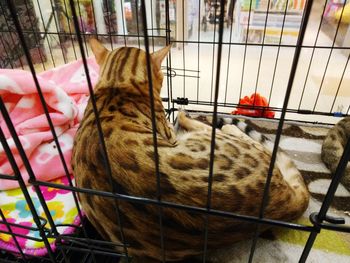 Close-up of cat in cage