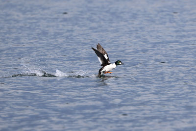 Ducks swimming in lake