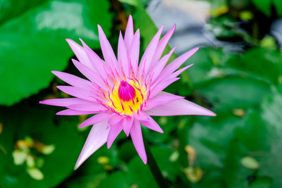 Beautiful pink waterlily or lotus flower in the pond
