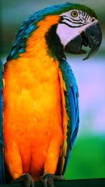 Close-up of parrot