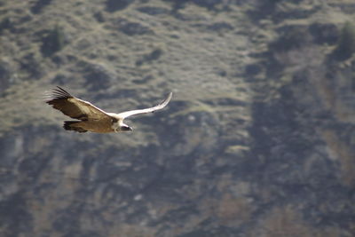 Vulture flying against rock formation