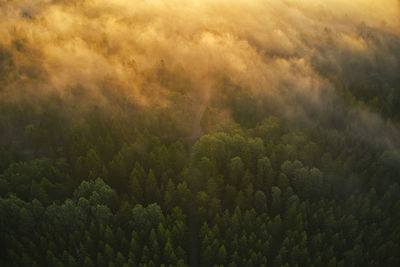 High angle view of trees in forest