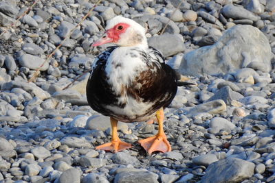 Close-up of duck on rock