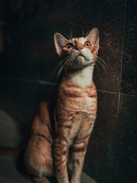 Portrait of cat looking away