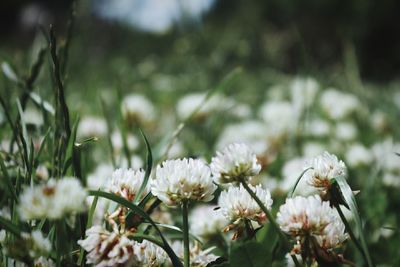 Close-up of white flowering plant