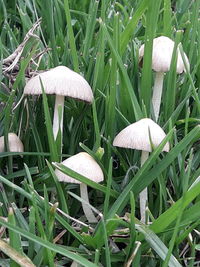 Close-up of mushroom growing on field