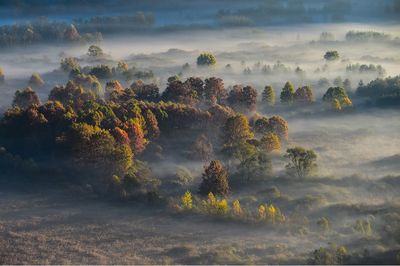 Trees on field during foggy weather