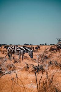 Zebra crossing in a field