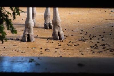 Low section of horse standing on sand