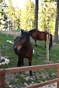 Horse standing in field