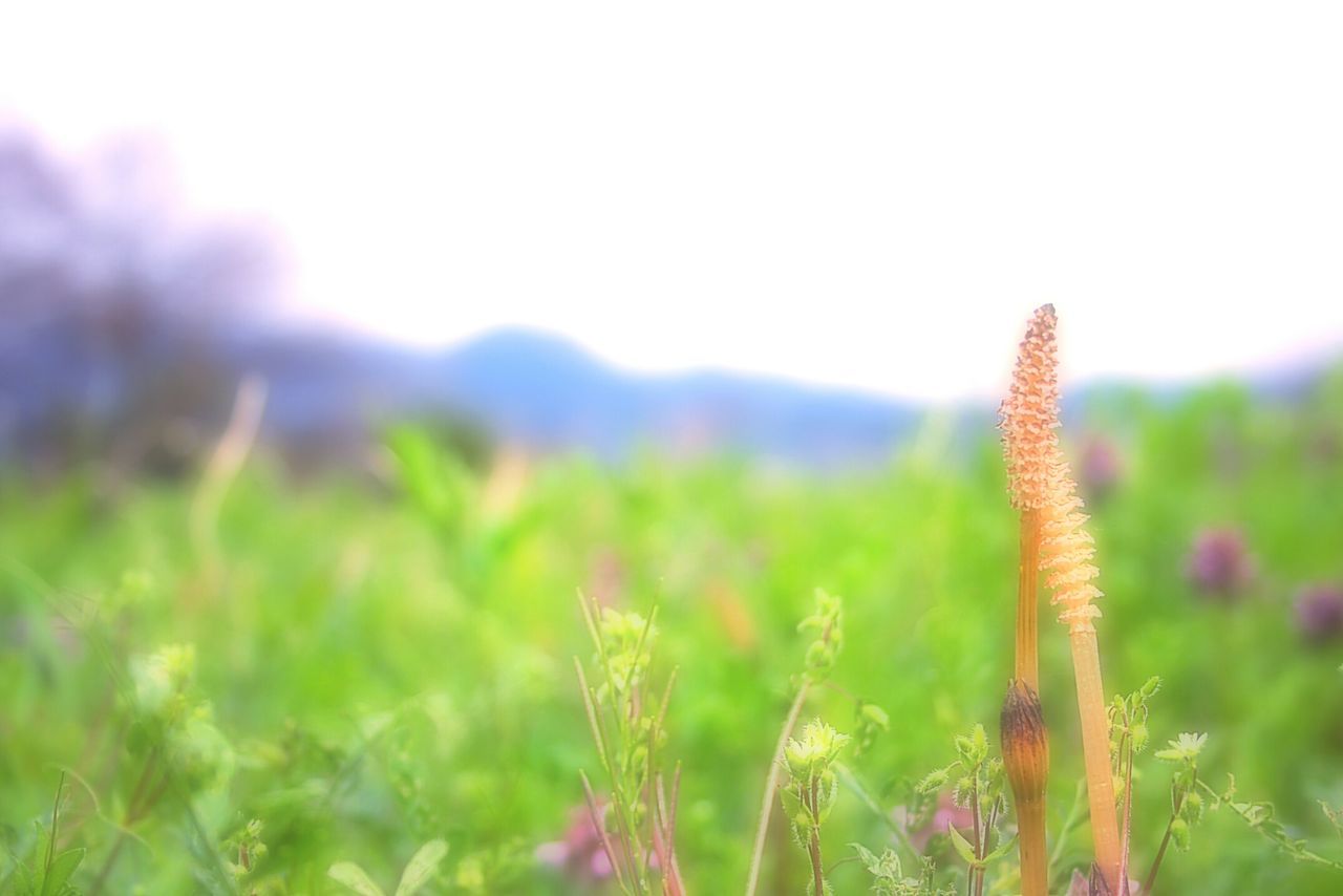 growth, focus on foreground, plant, nature, field, beauty in nature, close-up, clear sky, flower, tranquility, crop, agriculture, stem, freshness, rural scene, landscape, growing, tranquil scene, fragility, selective focus