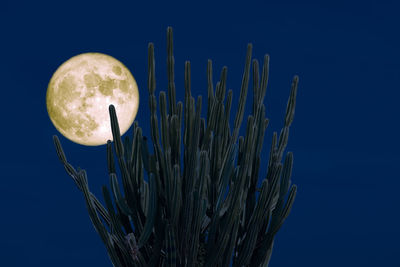 Low angle view of cactus against blue sky