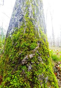 Close-up of moss growing on tree trunk