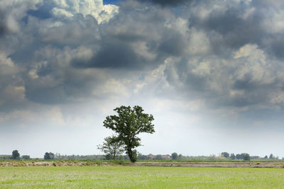 Trees on field against sky