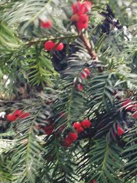 Close-up of red berries on tree