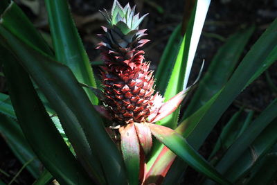 Close-up of red pineapple