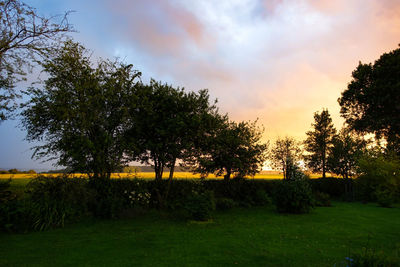 Trees on field against sky during sunset
