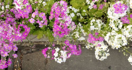 Close-up of pink flowers