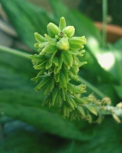 Close-up of flowering plant