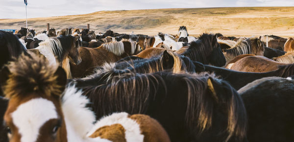 View of sheep on field