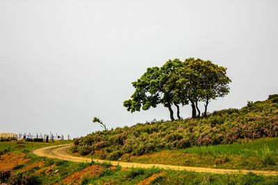 Scenic view of grassy field against clear sky