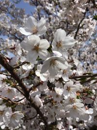 Close-up of apple blossoms in spring