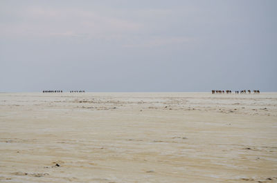 Caravan  of camels in ethiopian salt desert