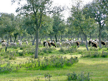 Horses grazing on field against trees