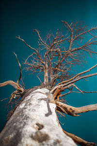 Low angle view of bare tree against sky