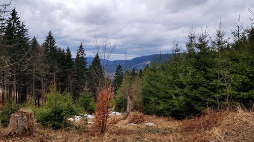 Pine trees in forest against sky